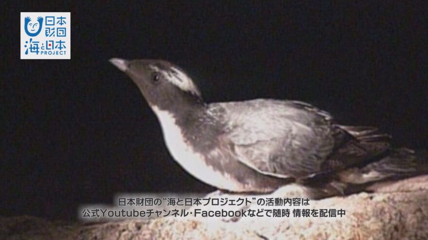 枇榔島でカンムリウミスズメの調査