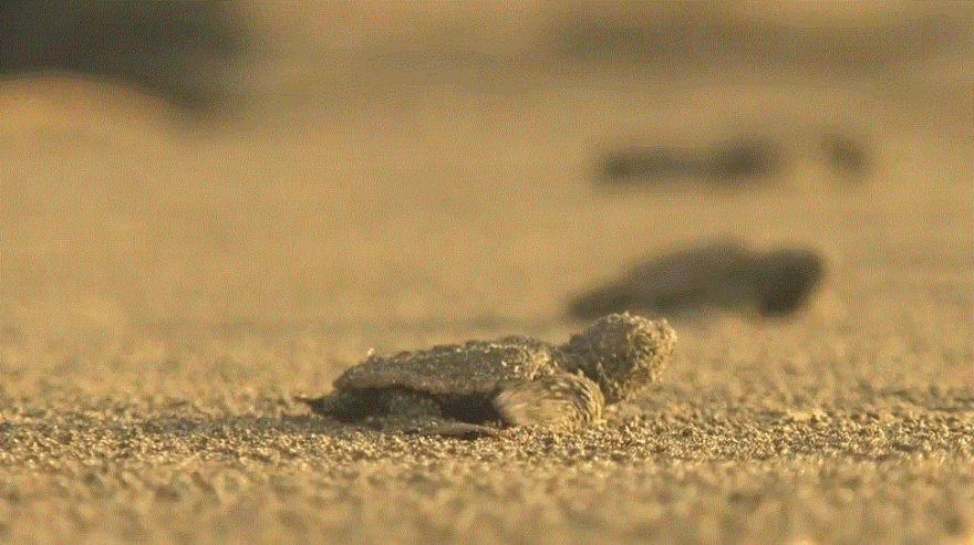 アカウミガメの放流観察会