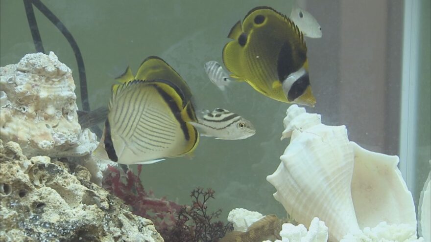 「宮崎ミニ水族館」にぎわう