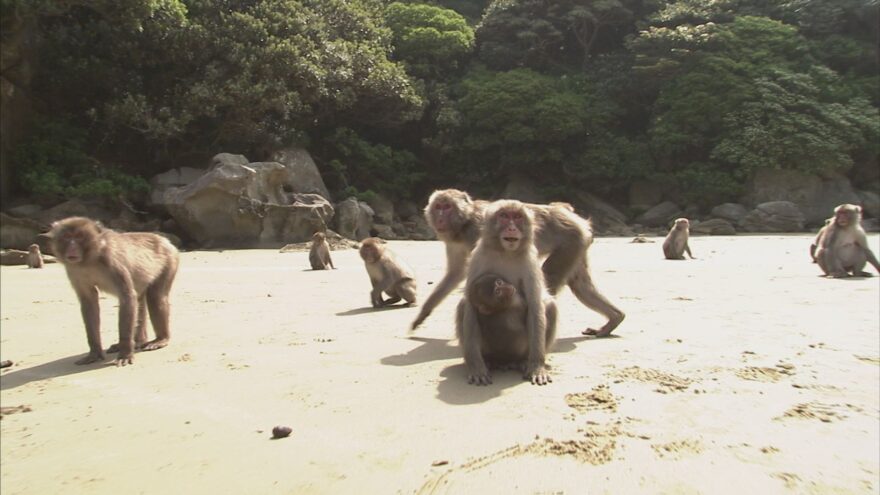 サルの島幸島に異変が！