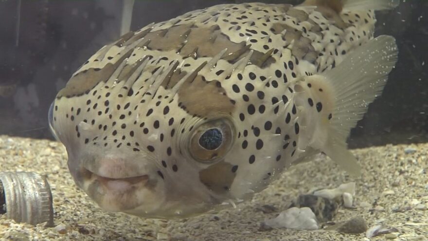 大学生が企画！ミニ水族館