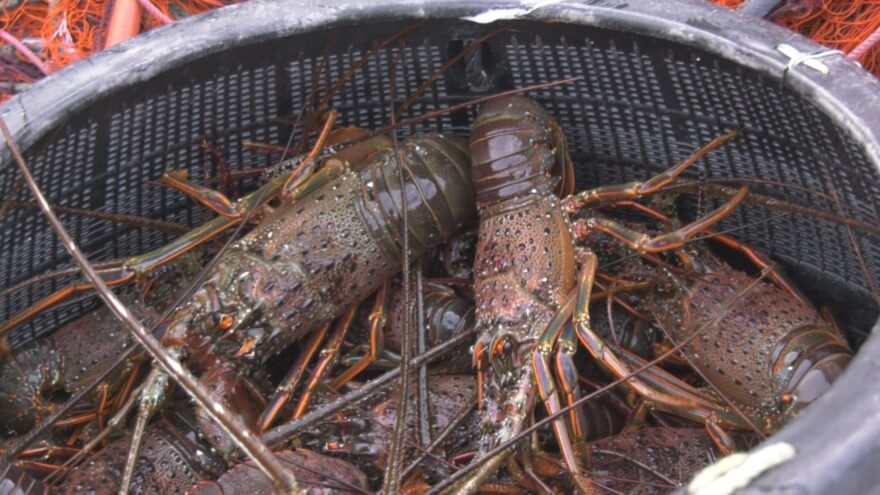 日南で伊勢えび水揚げ