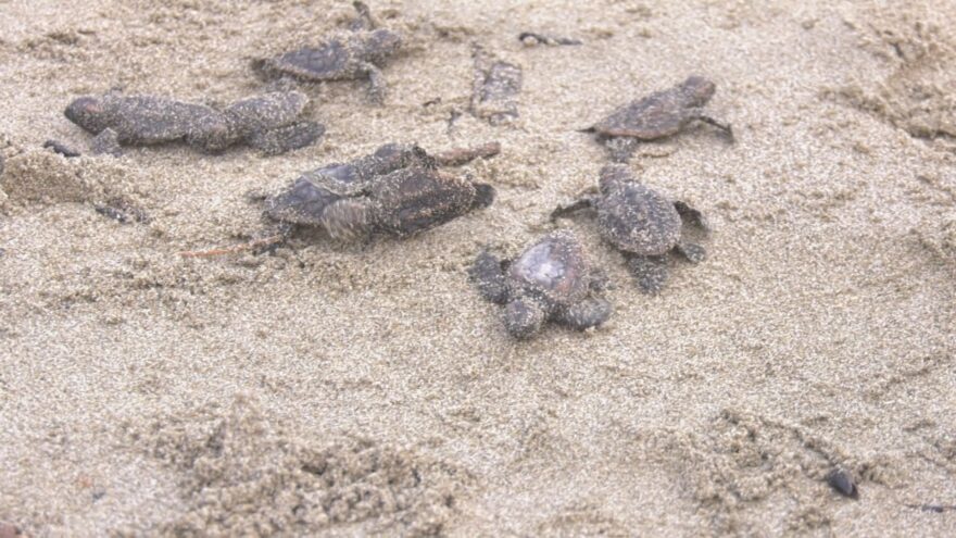 アカウミガメの赤ちゃん海へ