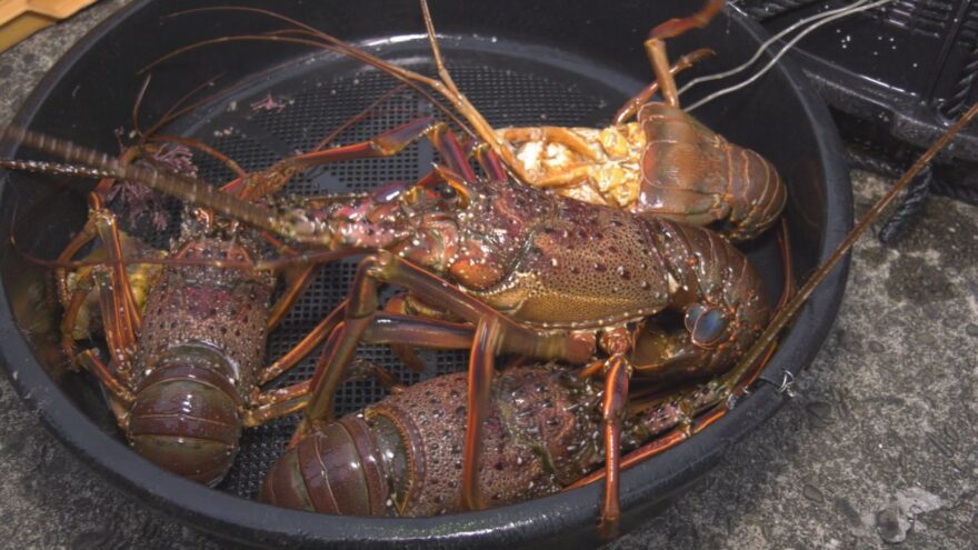 今年も伊勢えび漁が解禁　漁港に初水揚げ