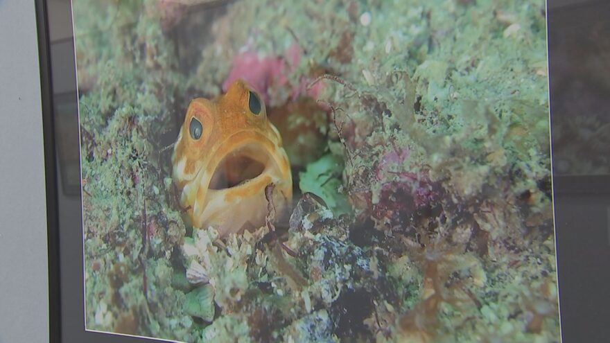 日南海岸に生息するサンゴや生き物の写真展