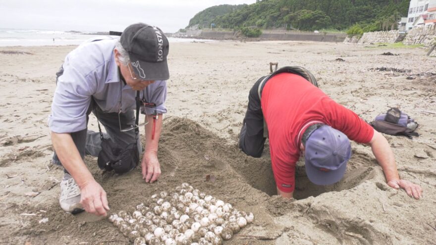 日南で、アカウミガメ今年初の産卵を確認