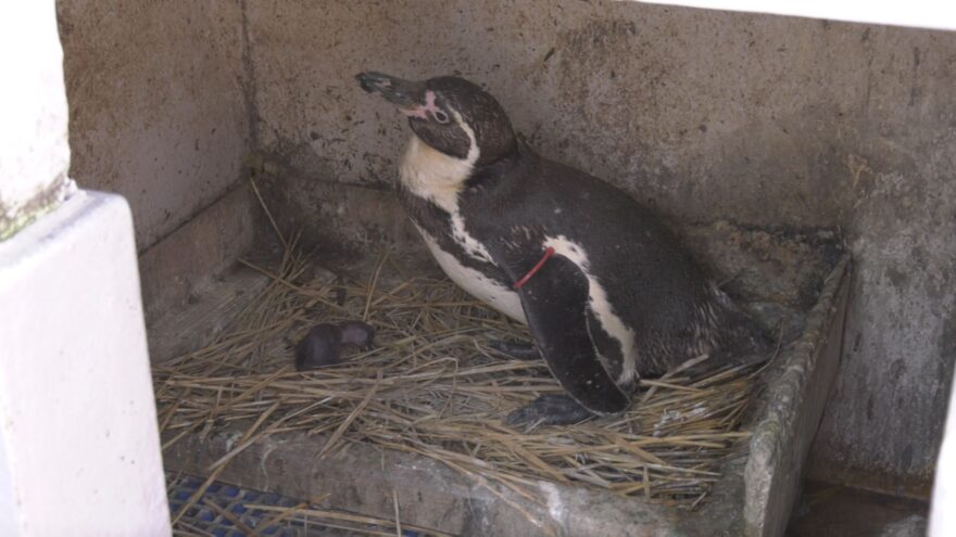 串間市のイルカランドでペンギンの赤ちゃんが誕生　