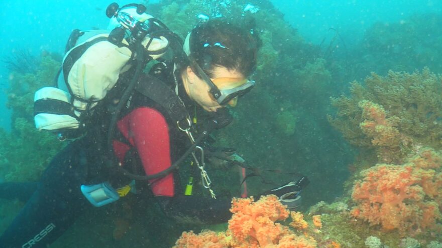 世界的なサンゴ研究者は日南市の海をどう見た？