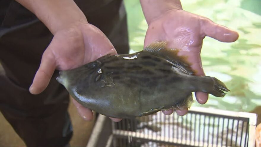 宮崎県内唯一！日向市で養殖カワハギの出荷