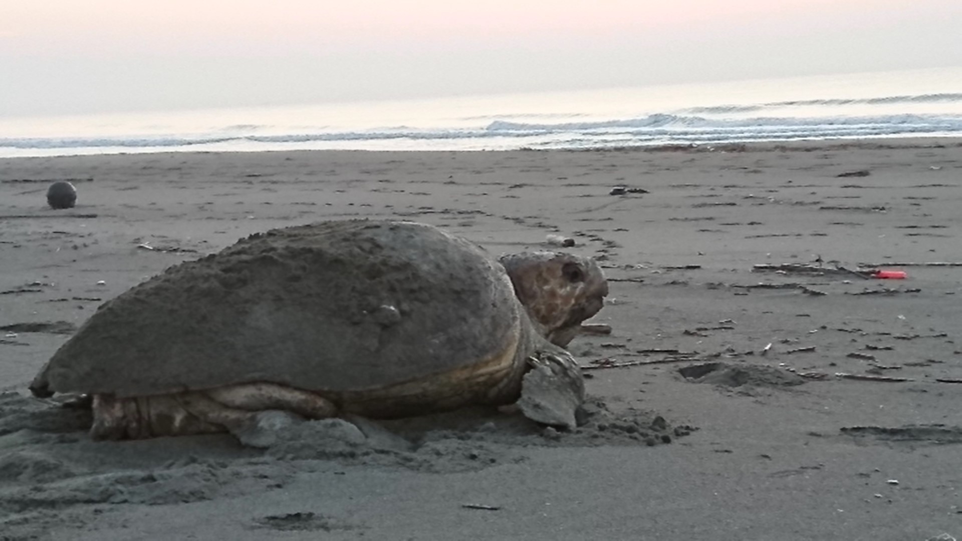 アカウミガメの産卵を見守る活動 | 海と日本PROJECT in みやざき