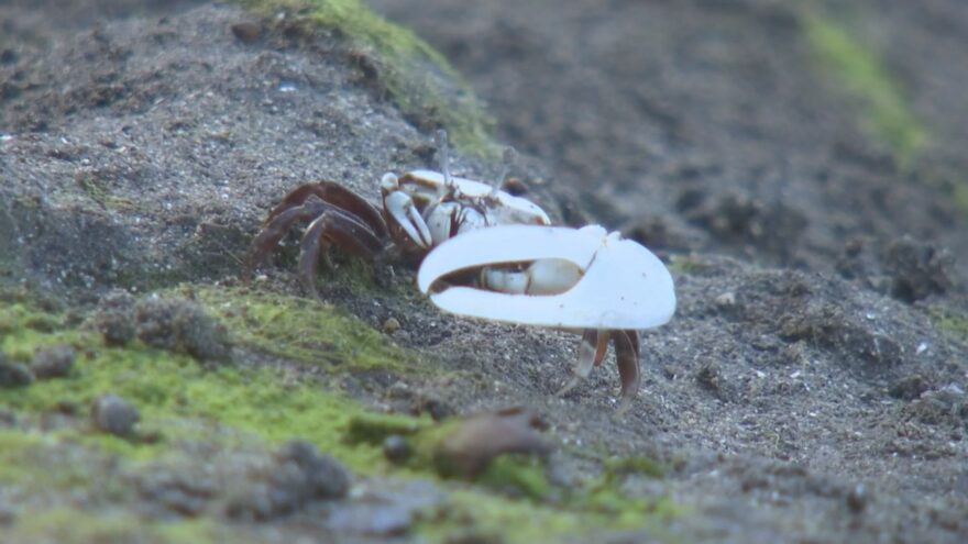 繁殖期迎え　カニが求愛ダンス