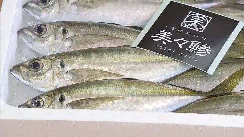 日南市南郷町のブランド魚 めいつ美々鯵 をｐｒ 海と日本project In みやざき